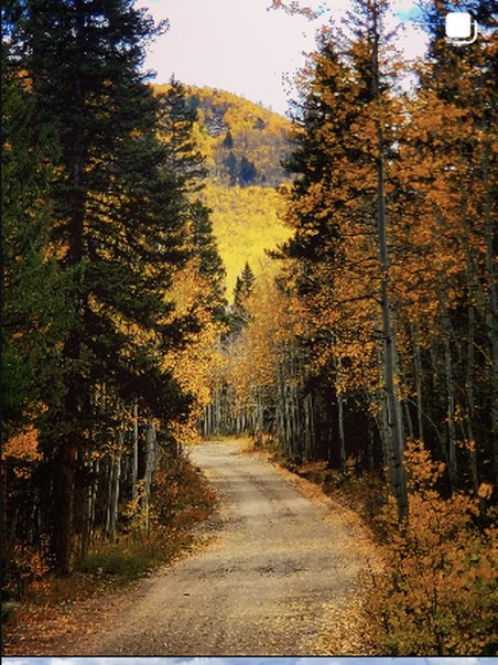 Golden aspen-lined road