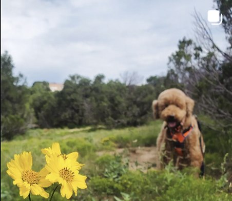 Wildflowers with the family poodle