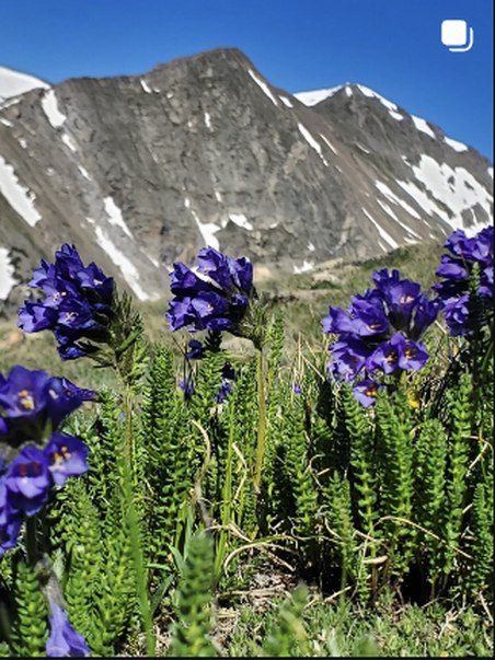 Purple alpine wildflowers