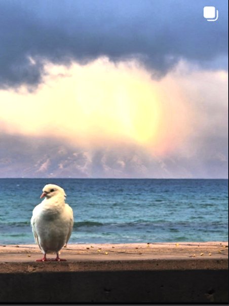 Dramatic sunset with a bird by the water