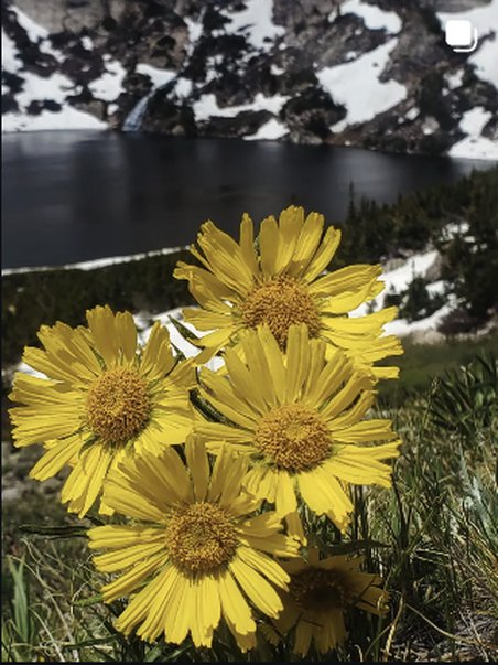 Yellow wildflowers close-up