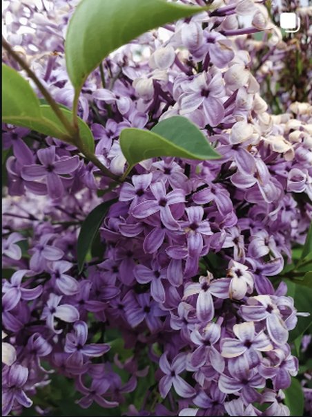 Lilac flowers close-up
